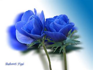 تلاش برای  گسترش صداقت